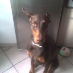 CANE M 1