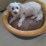 Kaly 2 kin 32 umano ritmico giallo