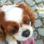 cane rit 1