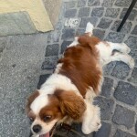 cane rit 4