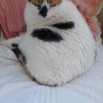 gatto rit 1