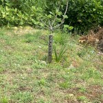 IMG_20250725_195454_411
