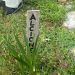 IMG_20250725_195454_715