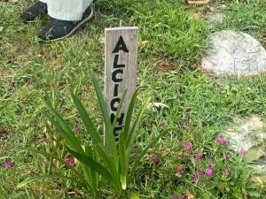 IMG_20250725_195454_715