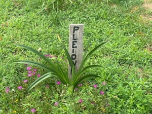 IMG_20250725_195454_851