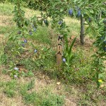 IMG_20250725_195455_166